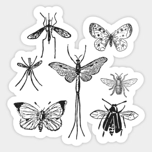 Moths & Butterflies & Insects Sticker